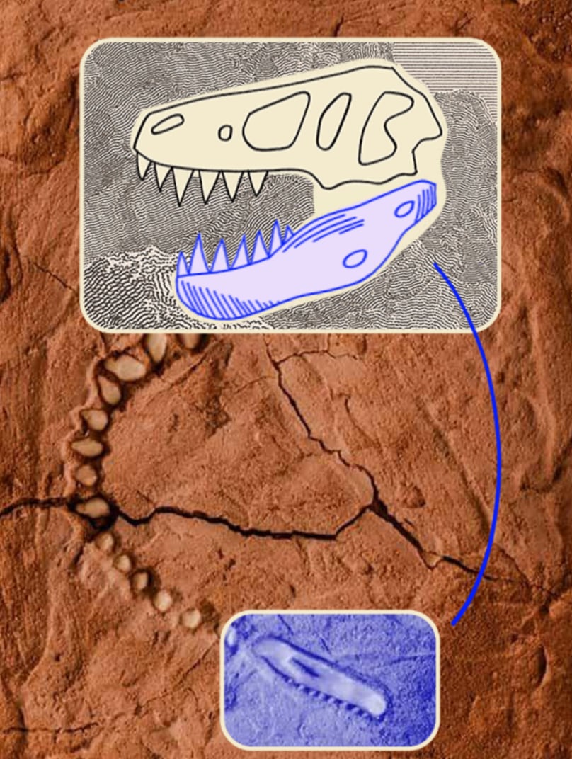 Datos curiosos de Staurikosaurus pricei