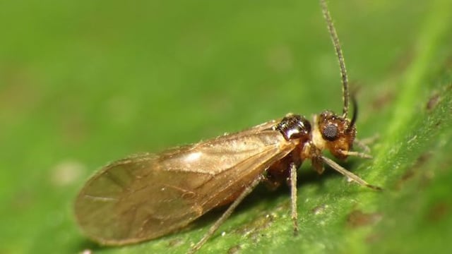 Psocópteros, insectos típicos de Brasil y África.