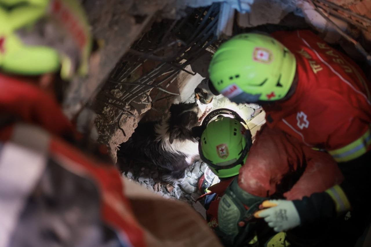 Balam, perro rescatista mexicano, ayuda a rescatar a otra persona con vida en Turquía