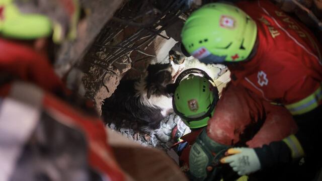 Balam, perro rescatista mexicano, ayuda a rescatar a otra persona con vida en Turquía