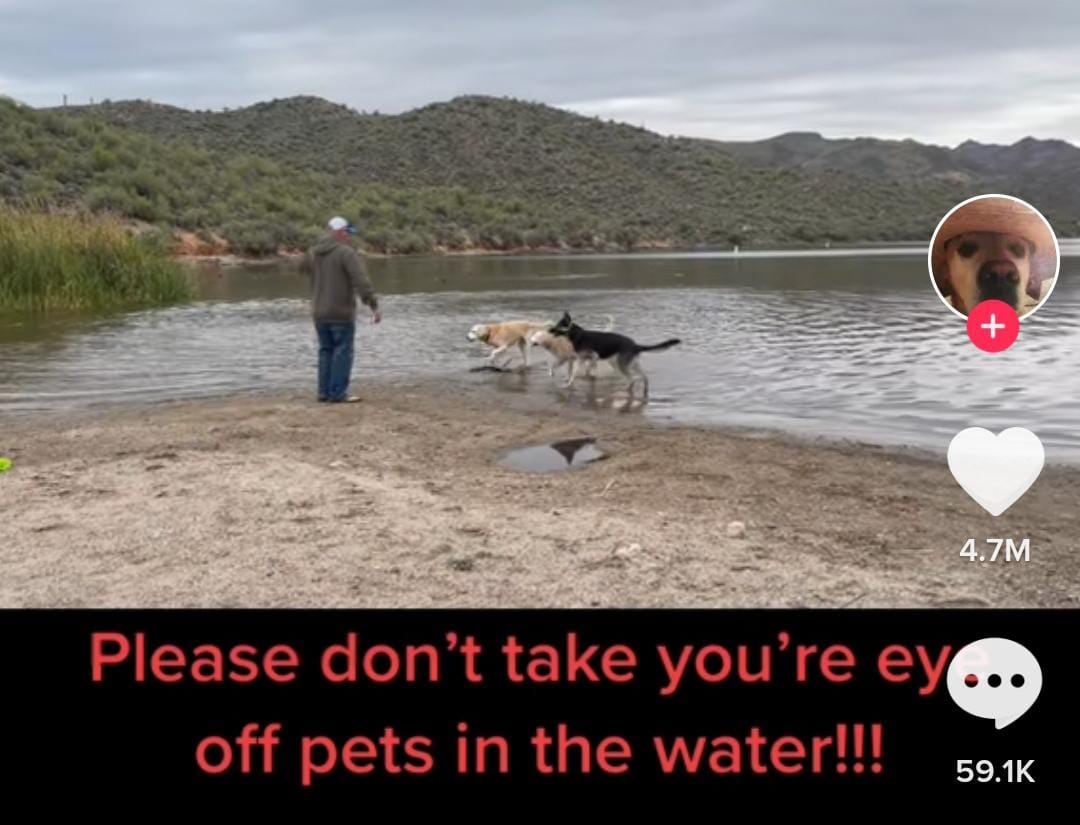 Ten cuidado al meter a tu perro a nadar