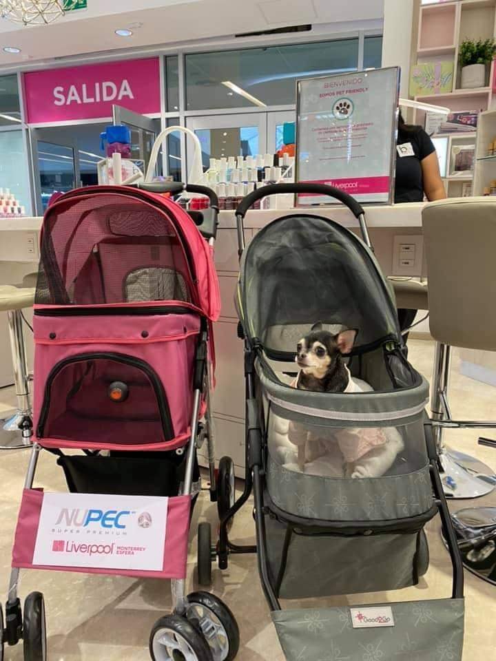 discriminan a perrito en Liverpool por "gordito"