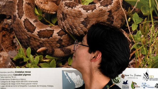 Exposición Serpientes mexicanas" de la BUAP