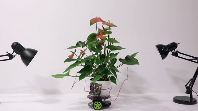 La planta cibernética Elowan.