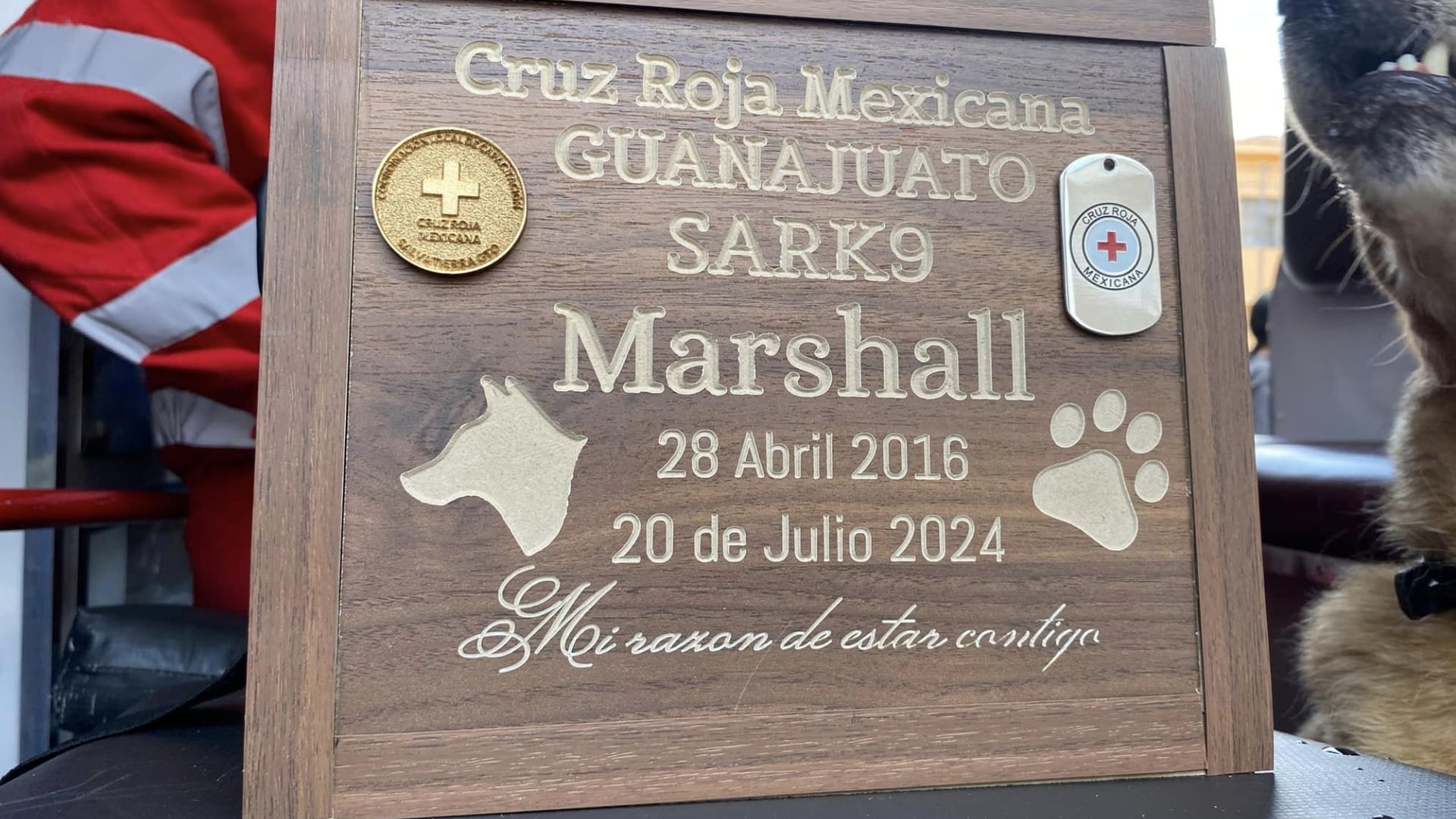 Marshall, perro rescatista mexicano, murió a los 7 años por falla renal