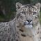 Leopardos de las nieves pasean cerca de las calles vacías de Kazajistán