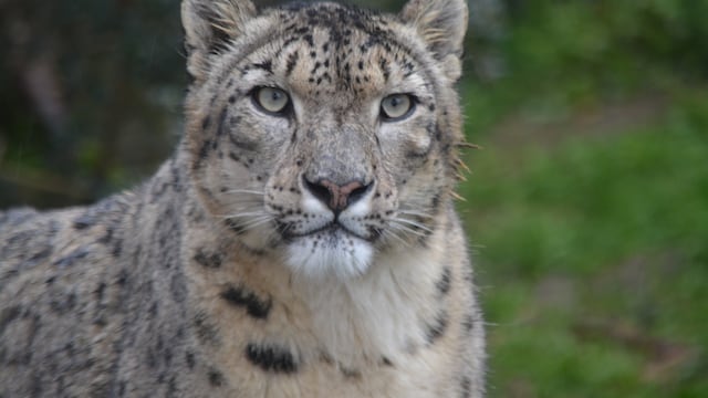 Leopardo de las nieves