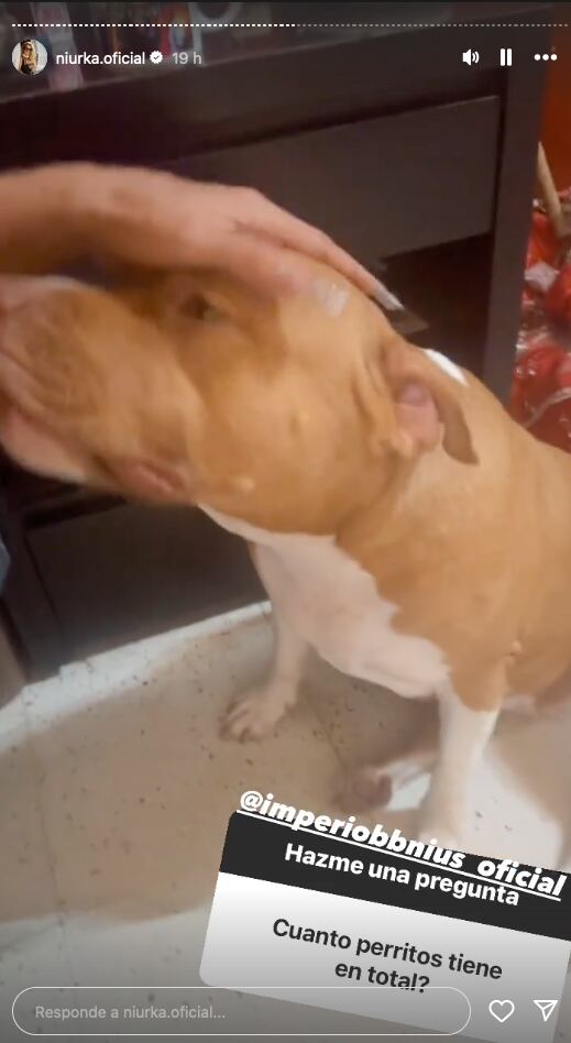 Niurka responde a quienes la acusan de sacrificar perros para la santería.