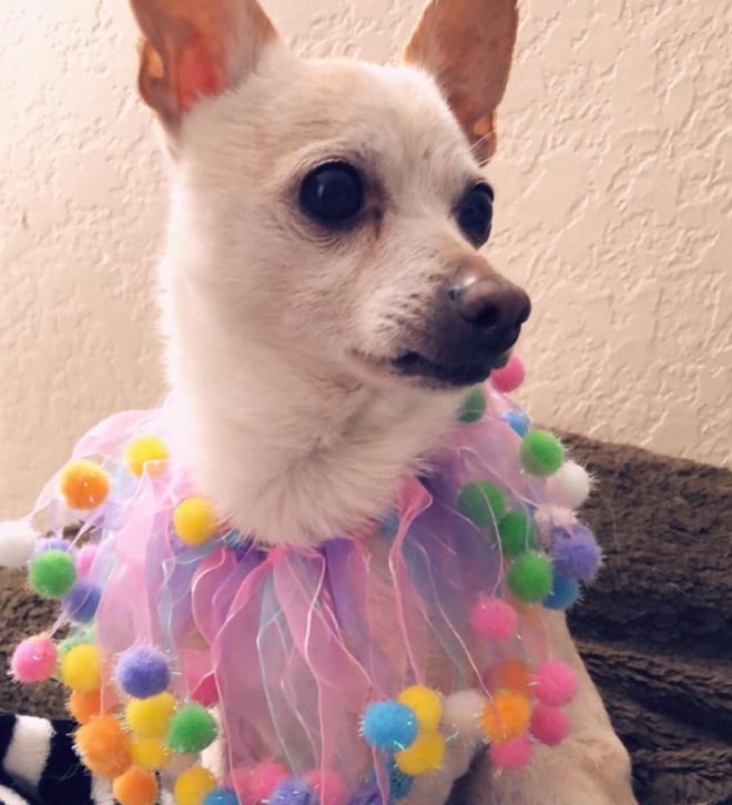 TobyKeith, perro chihuahua