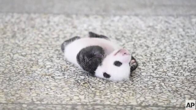 Bebé panda.