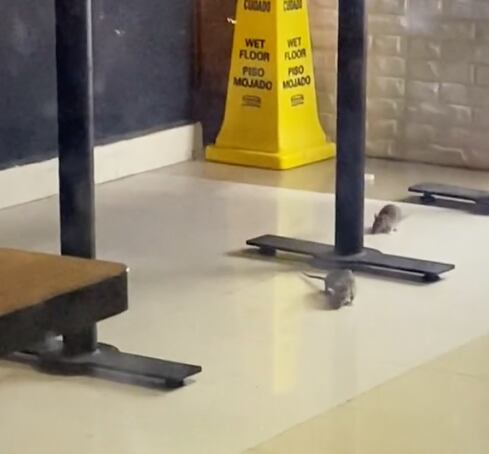 Ratas en restaurante de Fórum Buenavista, CDMX