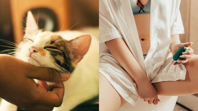 Este 8 de agosto se celebra el Día del Gato y el Día Orgasmo Femenino