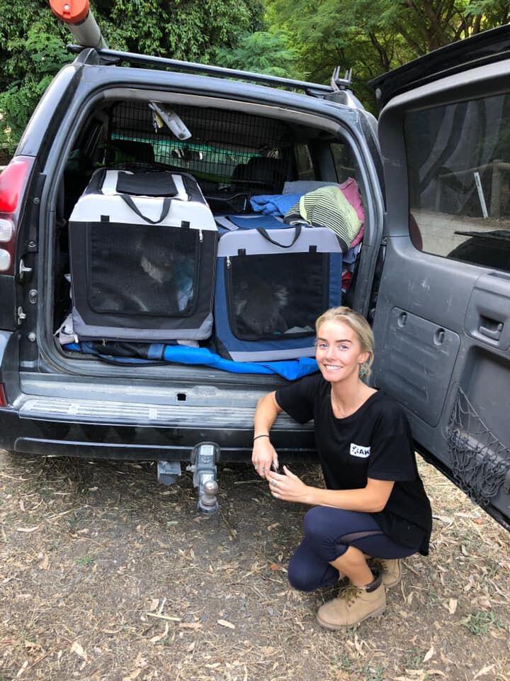 Adelaide Koala Rescue