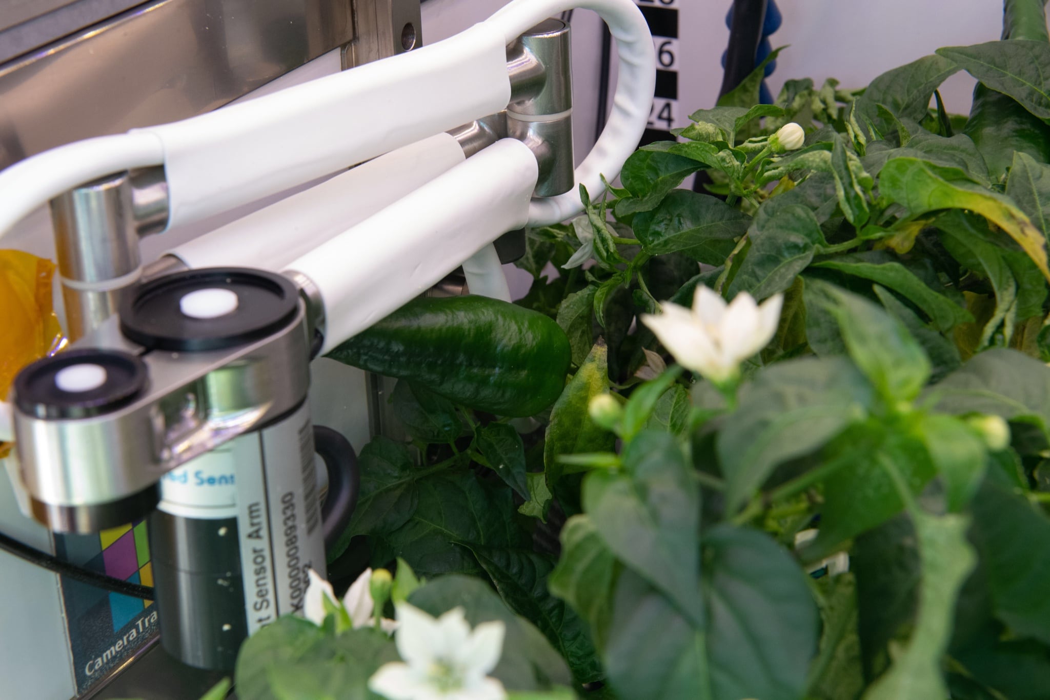 Chile verde cultivado en la Estación Espacial Internacional