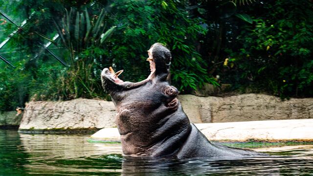 Hipopotamo