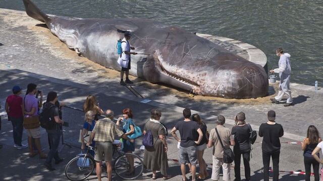 Ballena escultura.