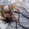 12 síntomas para identificar la picadura de la araña violinista