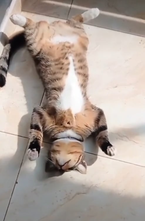 Gato relajado por consumir Catnip