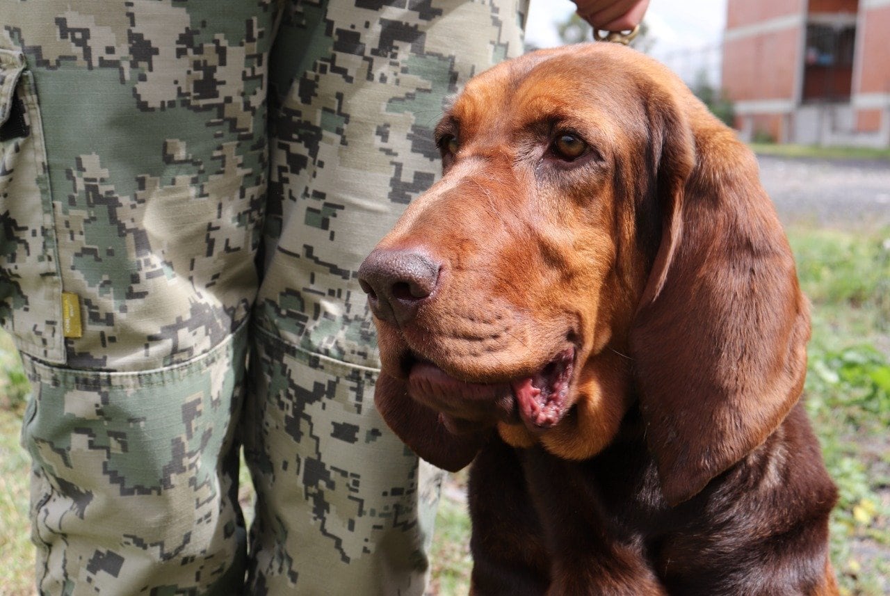 Max, perrito de la SEMAR que localizó a Rafael Caro Quintero
