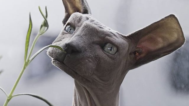 Gato egipcio con forma cuadrada.