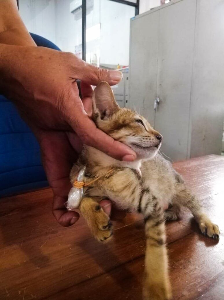 Gato con drogas en la prisión de Welikada, Colombo