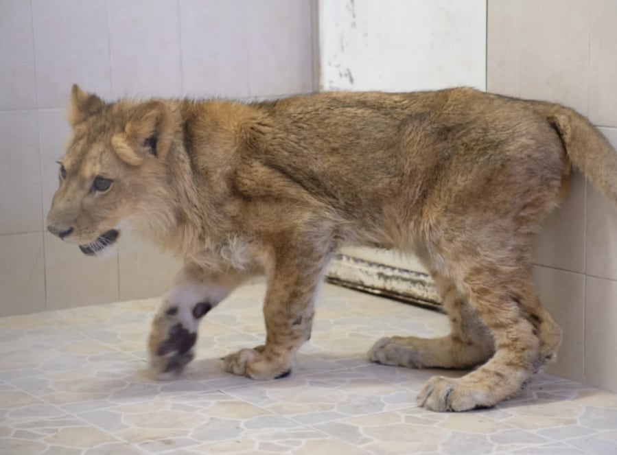 Cachorro de león encontrado en Ecetepec