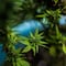 La marihuana podría ayudar en la lucha contra el cambio climático