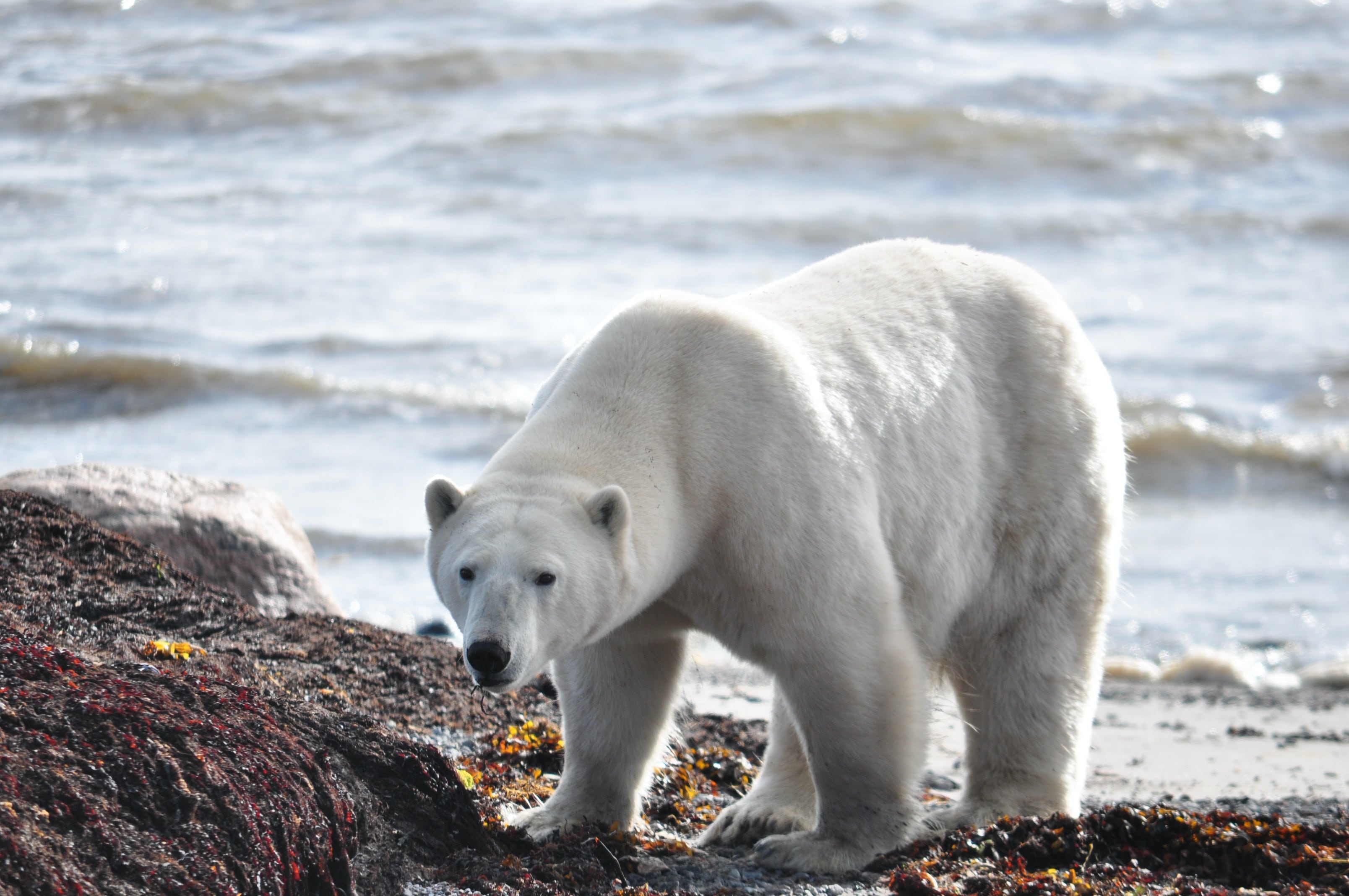 Oso polar
