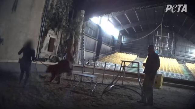 Famoso entrenador maltrata animales