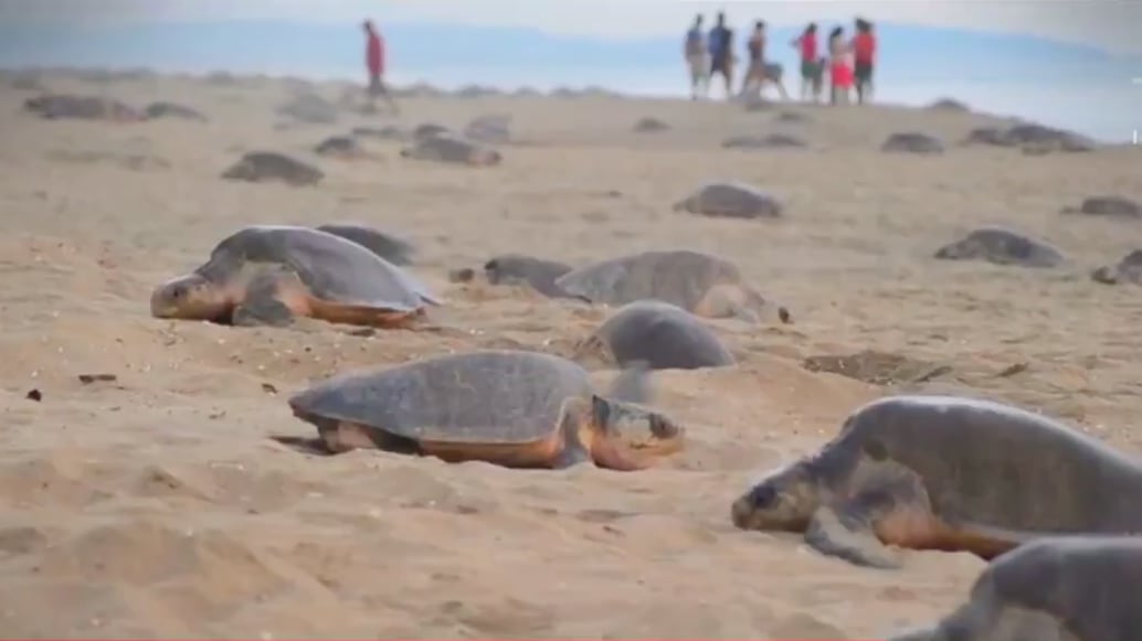 Tortuga golfina