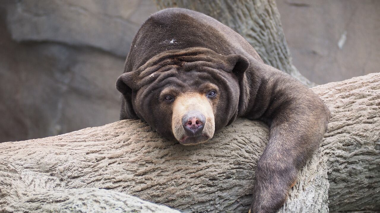 Oso Malayo