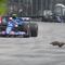 VIDEO: Marmota se salva de ser atropellada en las prácticas del Gran Premio de Canadá