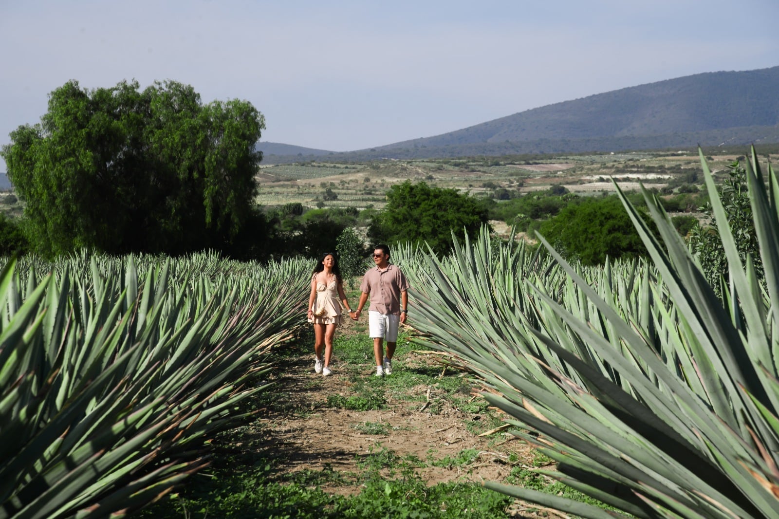 Caminos del Mezcal: la ruta turística para conocer la tradición de Oaxaca.