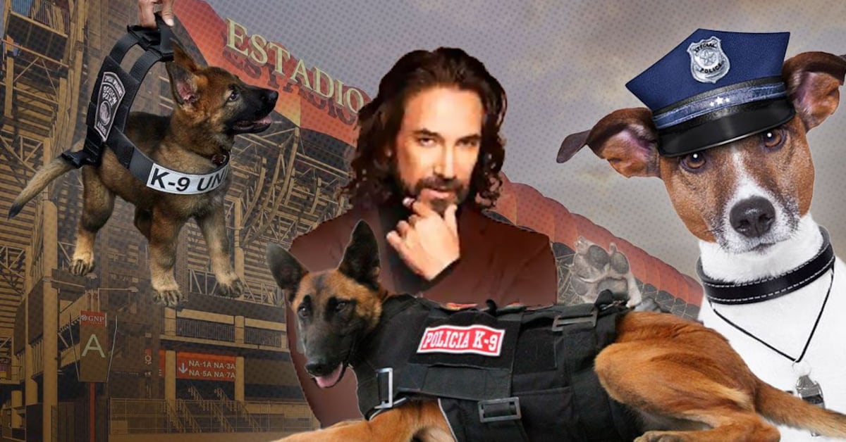 Afde Randy Kira, Kratos, Layla, Zeus, Randy y Zory cuidarán que todo salga bien en ...