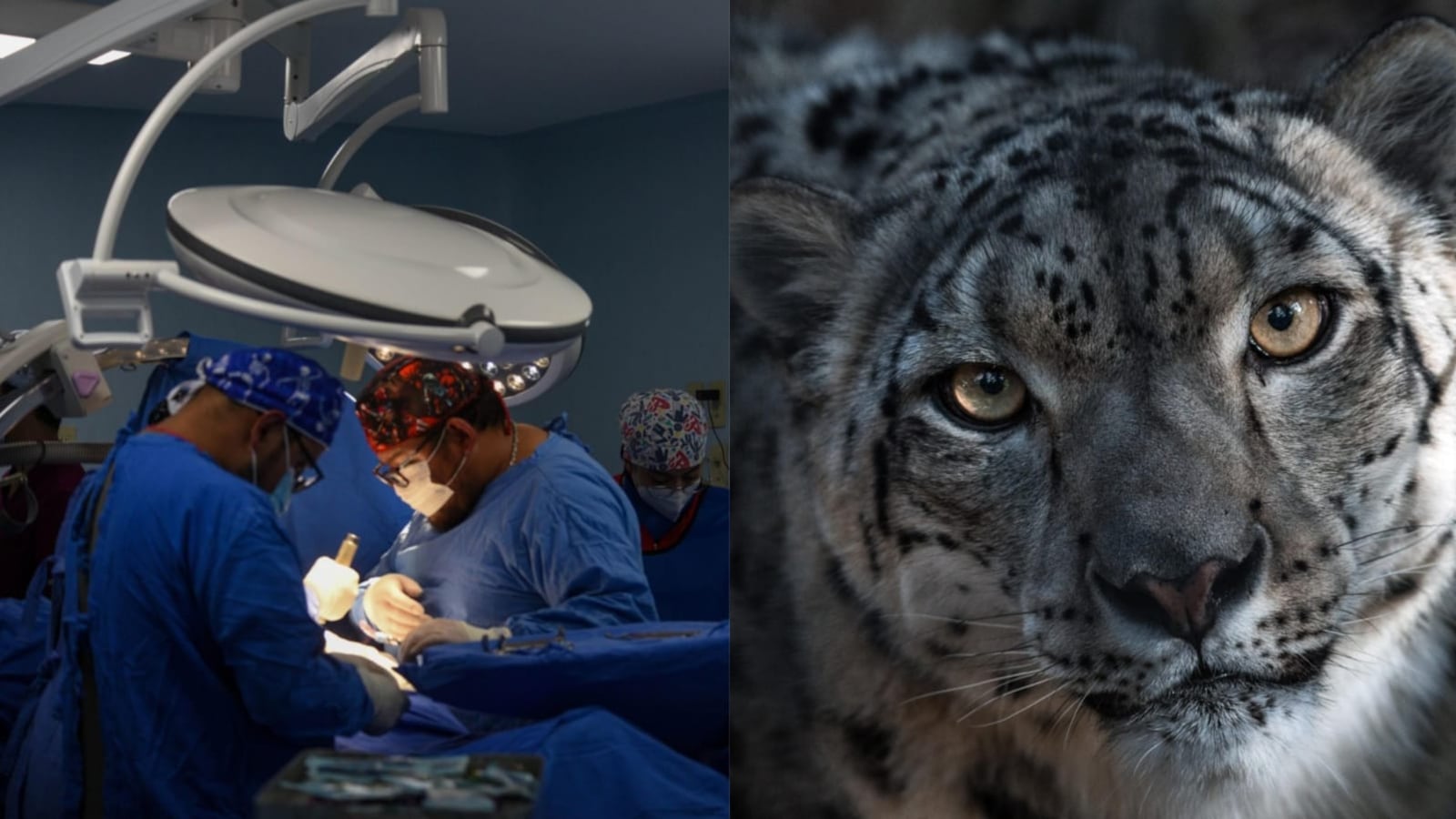 ¿Qué se celebra el 23 de octubre? Hoy es el Día del Médico en México y el Día Internacional del Leopardo de las Nieves