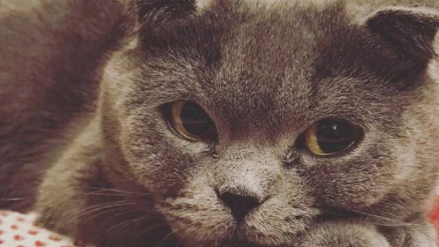 Una raza que sufre mucho gracias a su genética modificada.