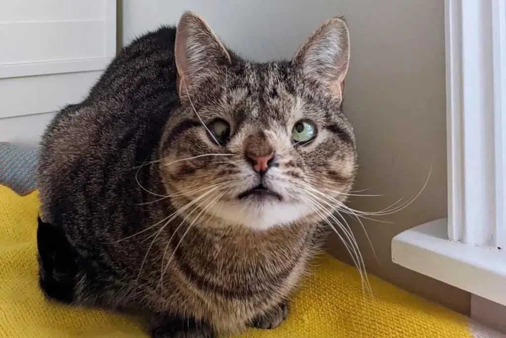 ¿Hay gatos con síndrome de Down? Esto es lo que se sabe sobre el trastorno en los michis