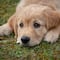 5 cosas que le rompen el corazón a tu perro