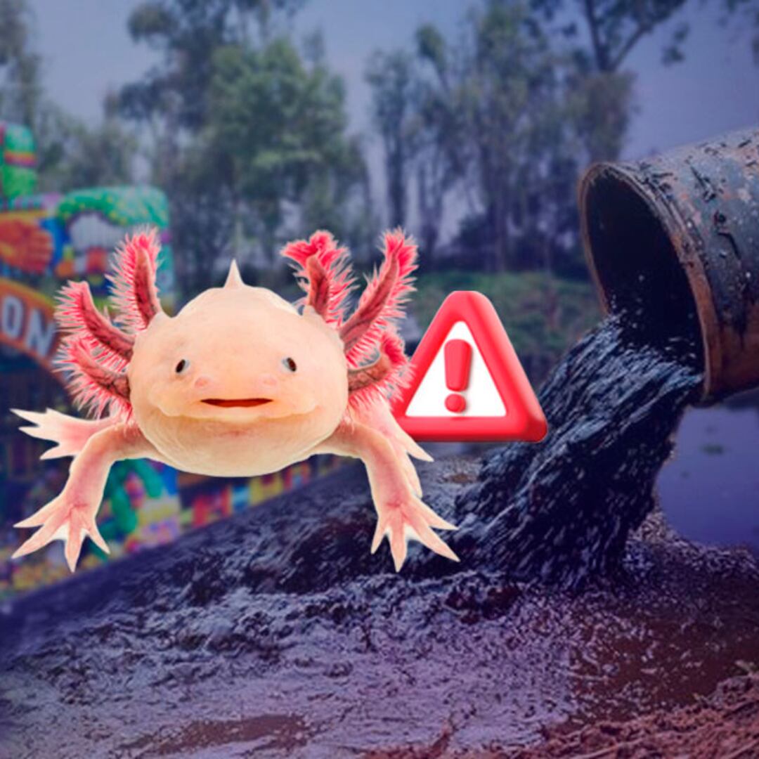 Alertan vertidos de agua negra en Xochimilco, hogar del ajolote