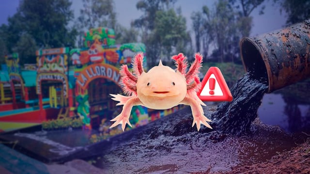 Alertan vertidos de agua negra en Xochimilco, hogar del ajolote