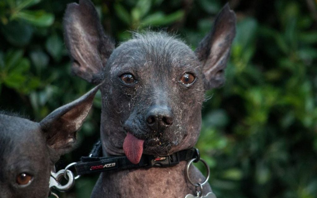 Xoloitzcuintle