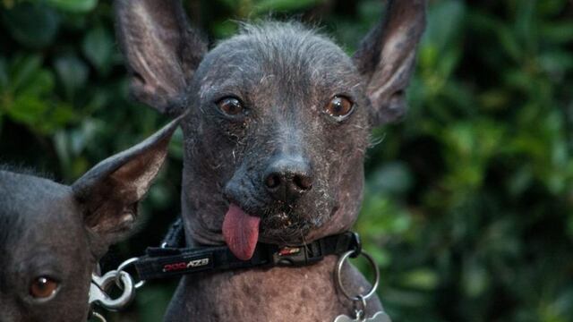 Xoloitzcuintle