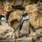 Pingüinos en peligro de extinción, mueren tras ser atacados por abejas