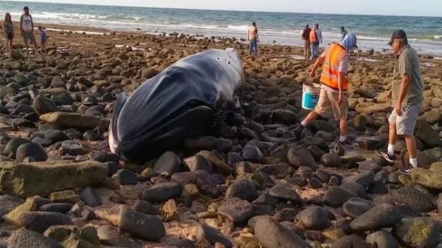 Ballena varada en Puerto Peñasco