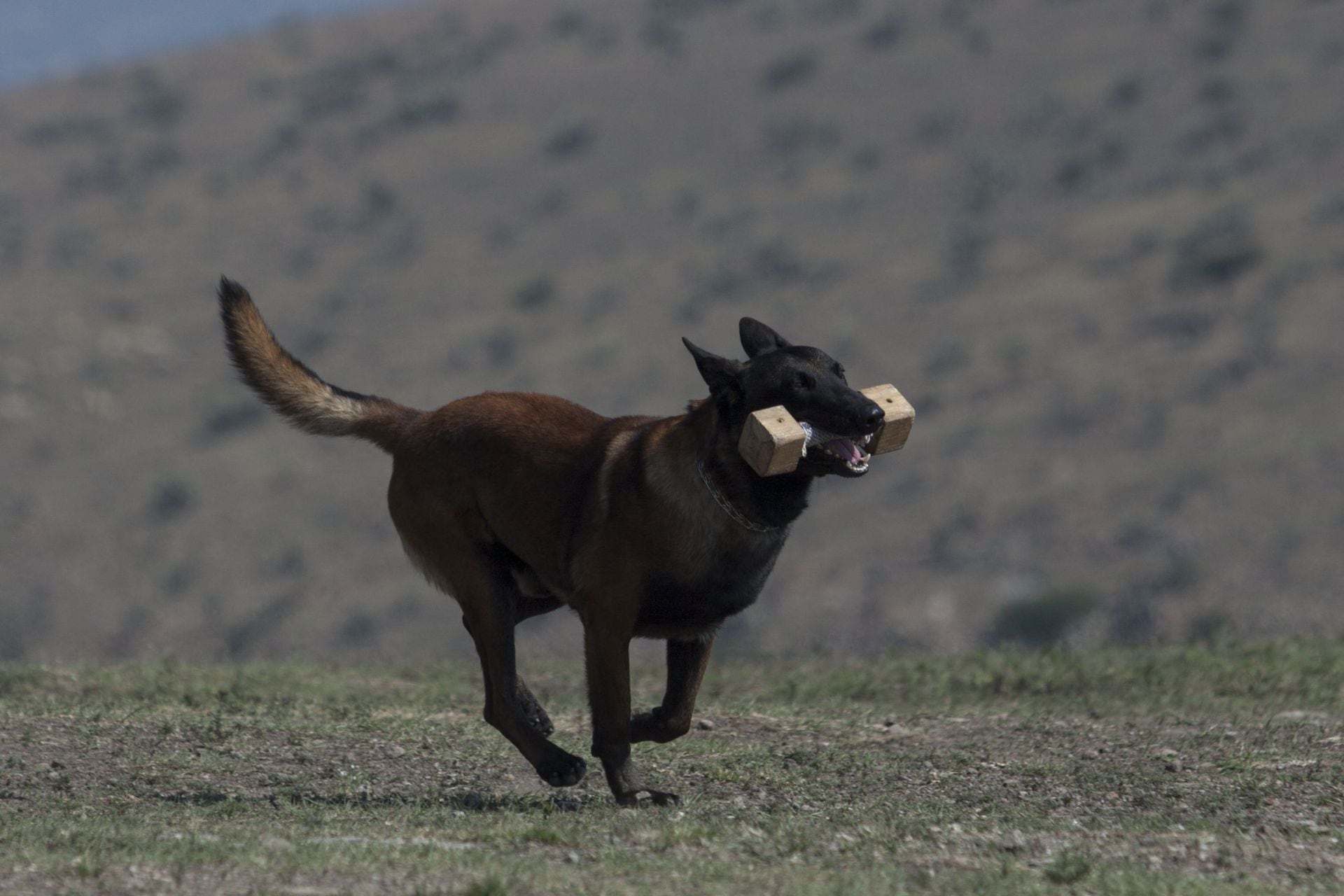 Binomio canino entrenando
