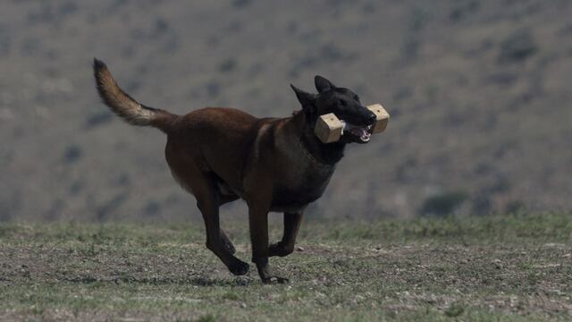 Binomio canino entrenando