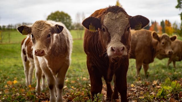 Gusano barrenador: primer caso en humanos en México