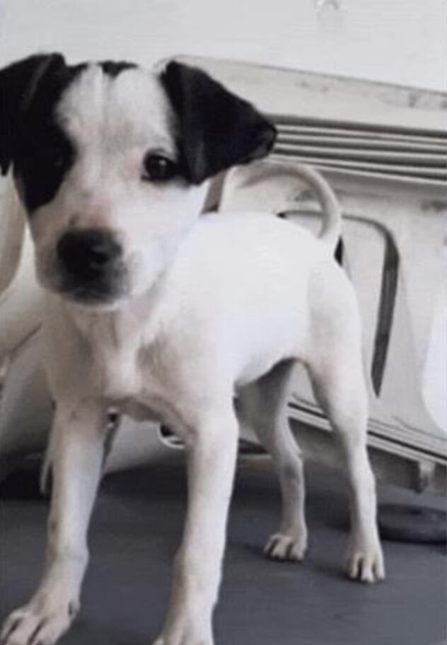 Perrito que se perdió