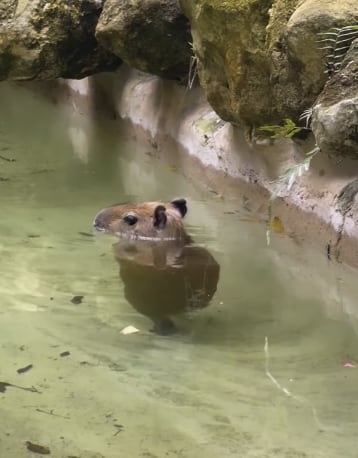 capibara viral de TikTok