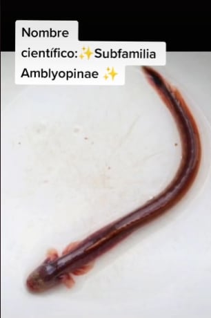 Gobies anguila, el extraño monstruo que se viralizó en TikTok